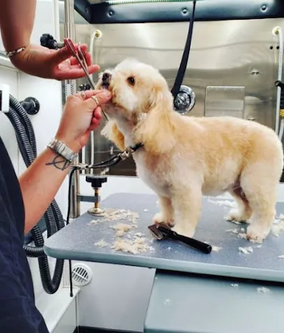 Groom Vroom Mobile Grooming — photo from their website