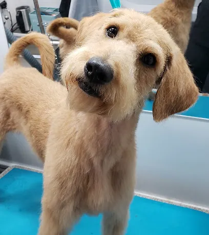 Luxe Mobile Pet Spa, llc — photo from their website