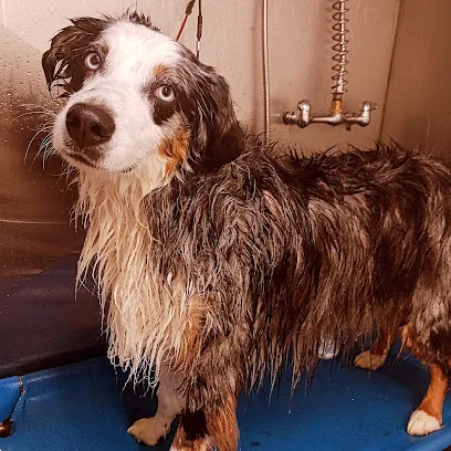 Fuzzy Butt Mobile Pet Grooming — photo from their website