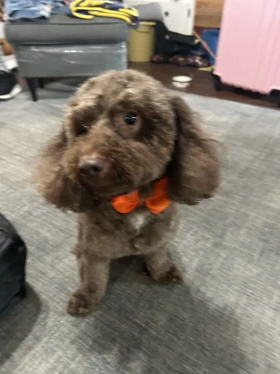 Martha's Mobile Pet Grooming — photo from their website