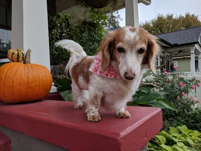 Champion Mobile Pet Grooming — photo from their website