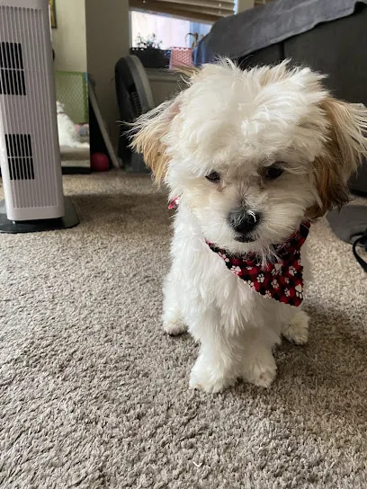 Snohomish Mobile Pet Salon, LLC — photo from their website