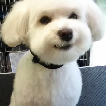 Kiss The Dog Mobile Grooming Salon — photo from their website