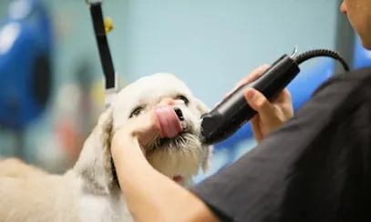 Doggy-Doos Mobile Pet Grooming — photo from their website