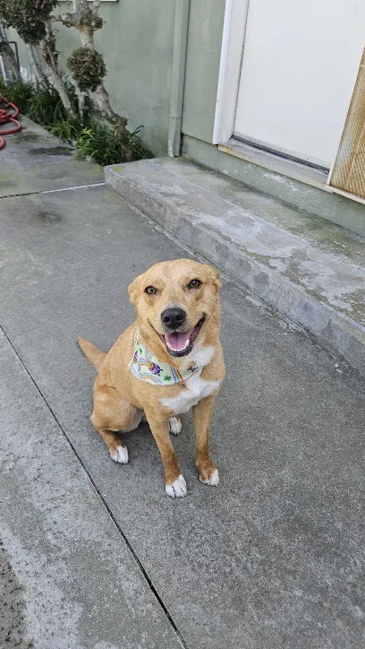LB Rinse & Wash Lab, LLC Mobile Pet Groomer — photo from their website