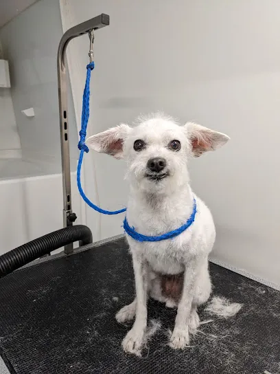 CIA Mobile Pet Grooming — photo from their website
