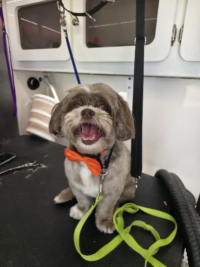 Wow! My Dog - Mobile Grooming — photo from their website