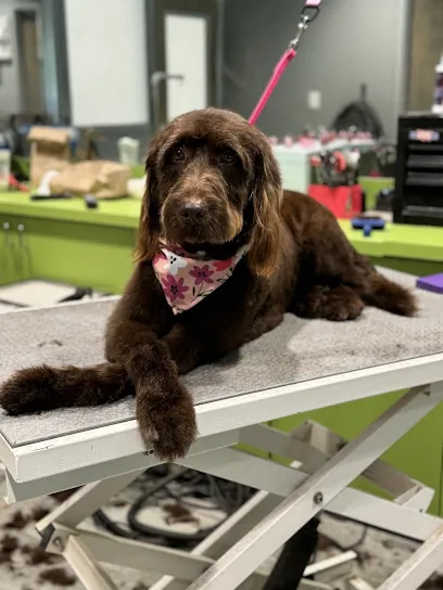 Sweet Paws Mobile Grooming LLC — photo from their website