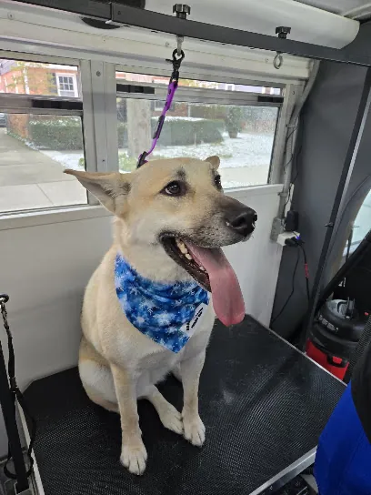 Snout & About Mobile Spa — photo from their website