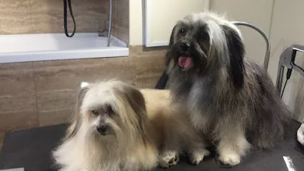 Casual Clips Mobile Pet Grooming — photo from their website