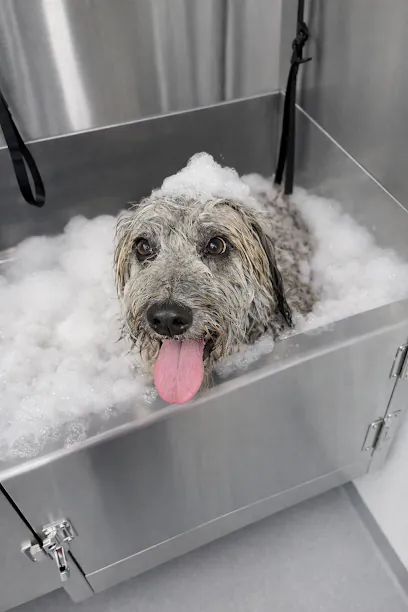 Paws of Fame Mobile Dog Grooming — photo from their website
