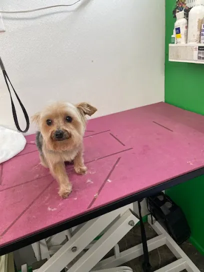 GROOMING TAILS MOBILE GROOMING — photo from their website