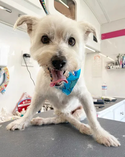 A Splash of TLC - A Top Mobile Dog Groomer — photo from their website