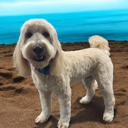 Puddle Paws Mobile Grooming — photo from their website