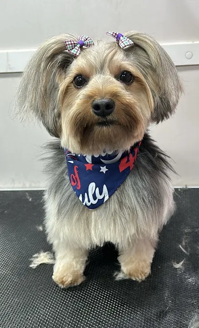 Mayami Pets Grooming - Mobile Pet Grooming Miami — photo from their website