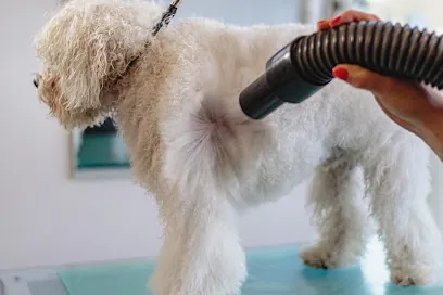 Augusta Mobile Pet Grooming — photo from their website