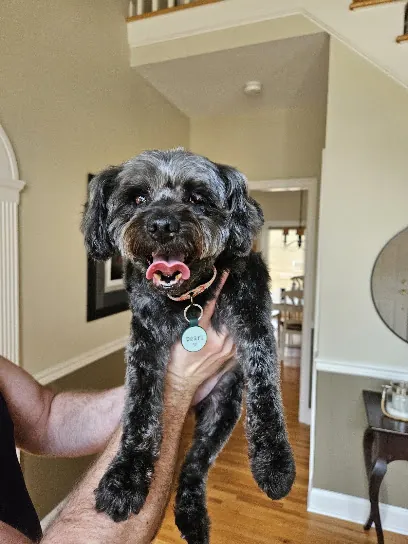 VIP Mobile Dog Grooming — photo from their website