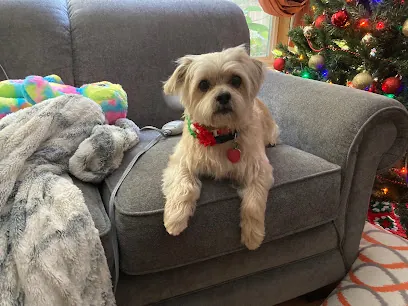 Groovy Groomers Mobile Grooming — photo from their website