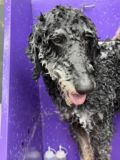 The York Mobile Grooming Oklahoma City — photo from their website