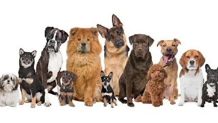 Clean Dog Green Dog Mobile Pet Grooming — photo from their website