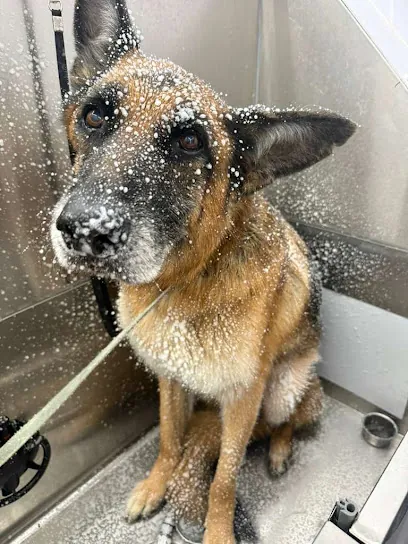 Melody Mobile Pet Grooming — photo from their website