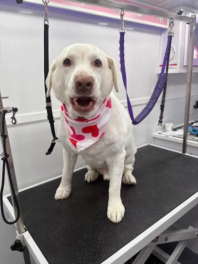 Shiny Dog Paws Mobile Grooming — photo from their website