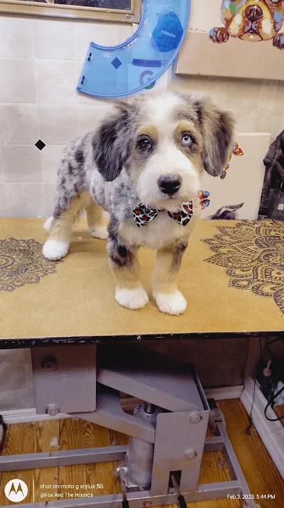 Fox and the Hounds Mobile Pet Spa — photo from their website