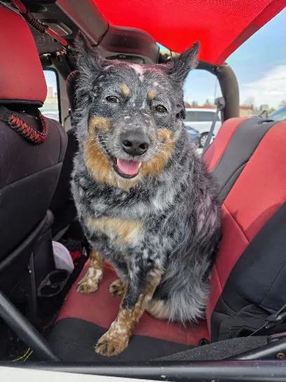 Critter Cuts mobile grooming — photo from their website