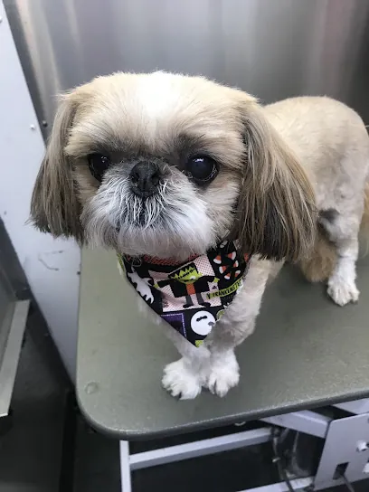 Wags and Whiskers Mobile Dog Grooming — photo from their website