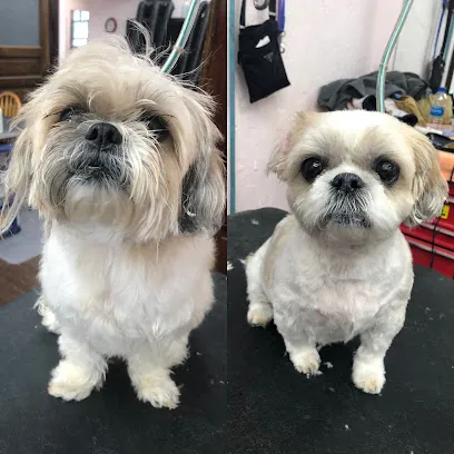 Mina’s Wags to Riches Pet Sitting and Mobile Grooming — photo from their website