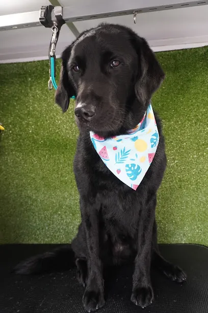 The Tampa Bay Groomer - Mobile Dog Grooming — photo from their website