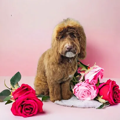 Boop Snoots Mobile Grooming — photo from their website