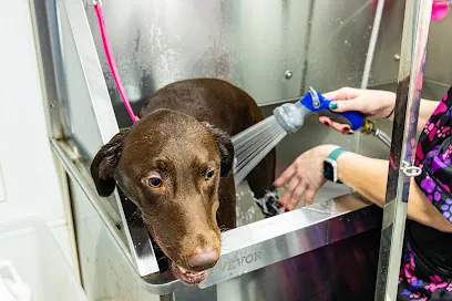 Black Tie Mobile Pet Spa — photo from their website