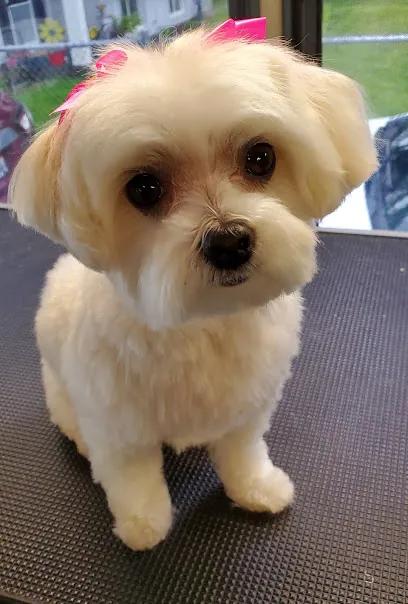 Little Paws on the Prairie Mobile Grooming — photo from their website