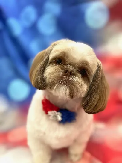 Style On The Go Mobile Dog Grooming — photo from their website
