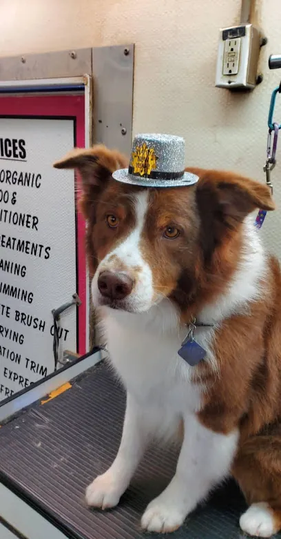 Dogs Unlimited Mobile Grooming — photo from their website