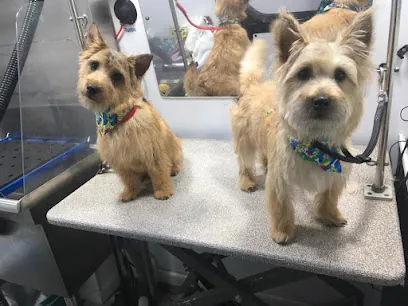 VIP Mobile Dog Grooming — photo from their website