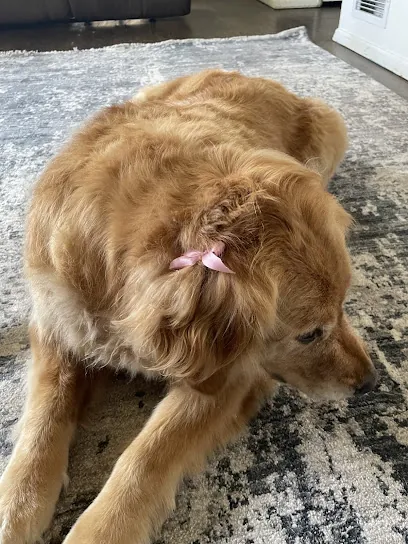 Cookies Paws Mobile Pet Grooming Salon — photo from their website