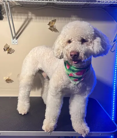 Cano’s Beauty & Grooming (Mobile) — photo from their website