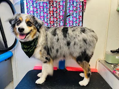 Ding Dong Mobile Pet Grooming — photo from their website