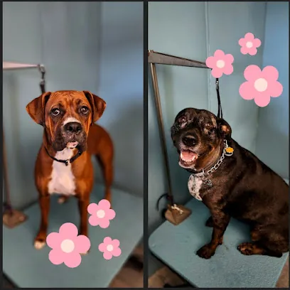 Fetching Looks Mobile Grooming — photo from their website