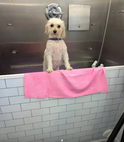 Journey's Mobile Dog Spa — photo from their website