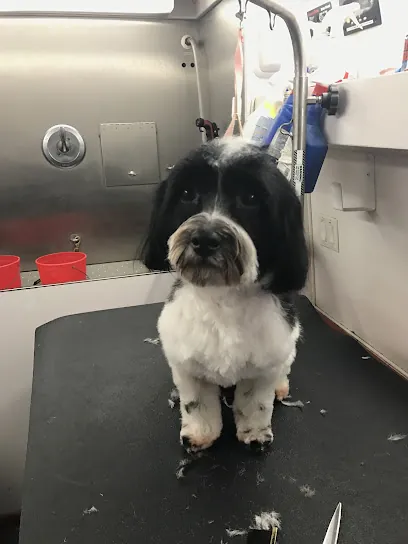 K911 Mobile Grooming — photo from their website