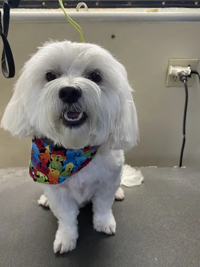 A Bath & Buzz Mobile Dog Grooming — photo from their website