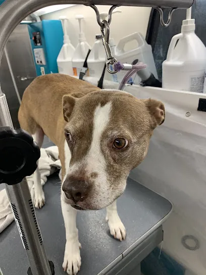 Bens Mobile Dog Spa LLC — photo from their website