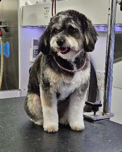 Petagree Mobile Spaw — photo from their website