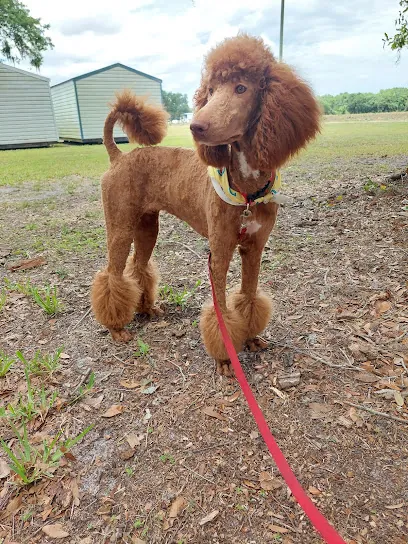 Maurica's Mobile Dog Grooming — photo from their website