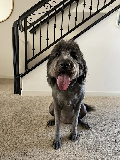 Daisy Mobile Pet Grooming — photo from their website