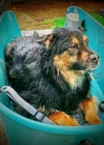 Derby City Mobile Dog Washing — photo from their website