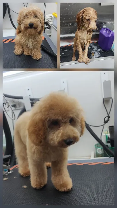 Lazy Daisy Mobile Pet Spa, Llc — photo from their website